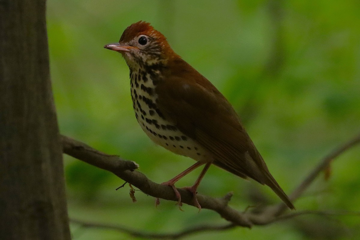 Wood Thrush - ML630355815