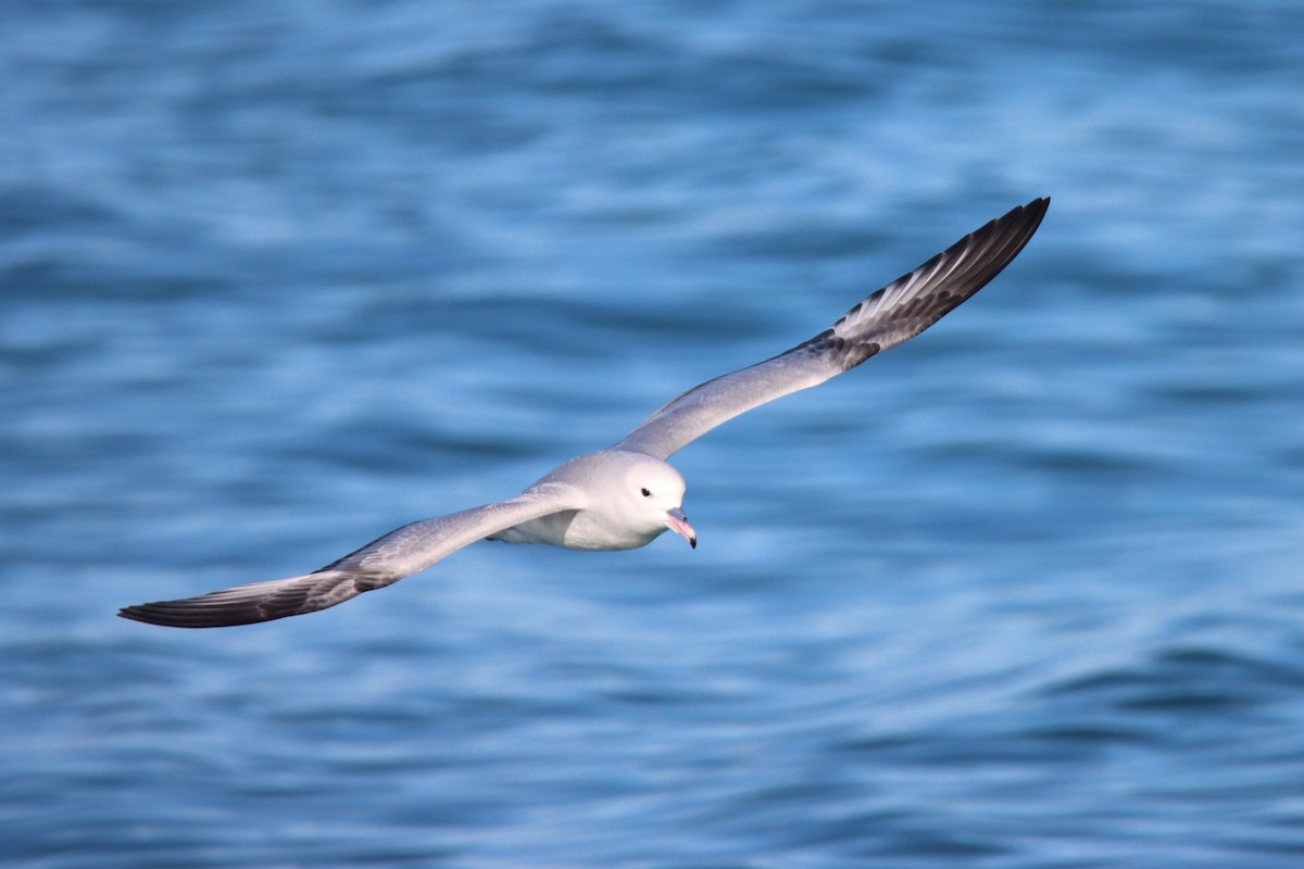 Southern Fulmar - ML630355908