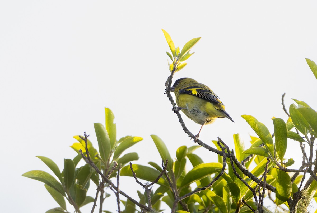 Andean Siskin - ML630356130