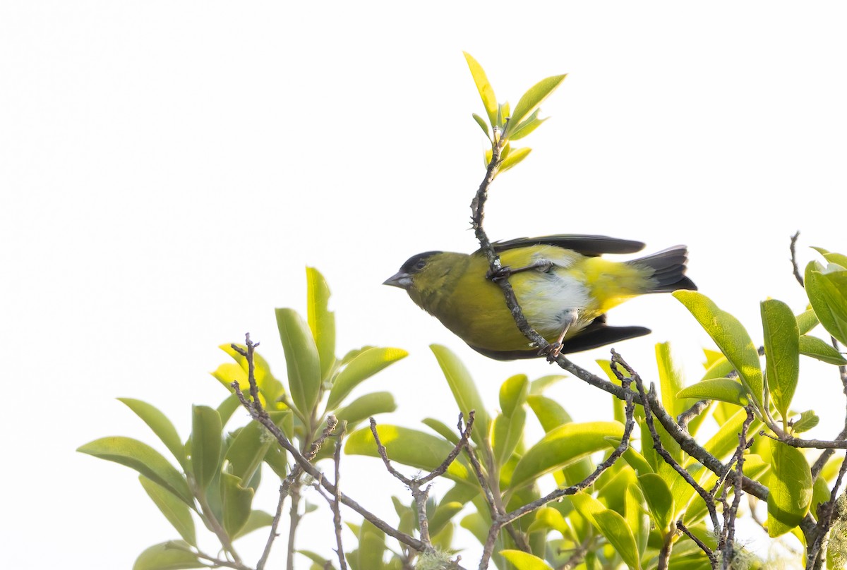 Andean Siskin - ML630356131
