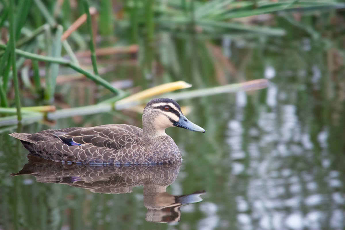 Pacific Black Duck - ML630356216