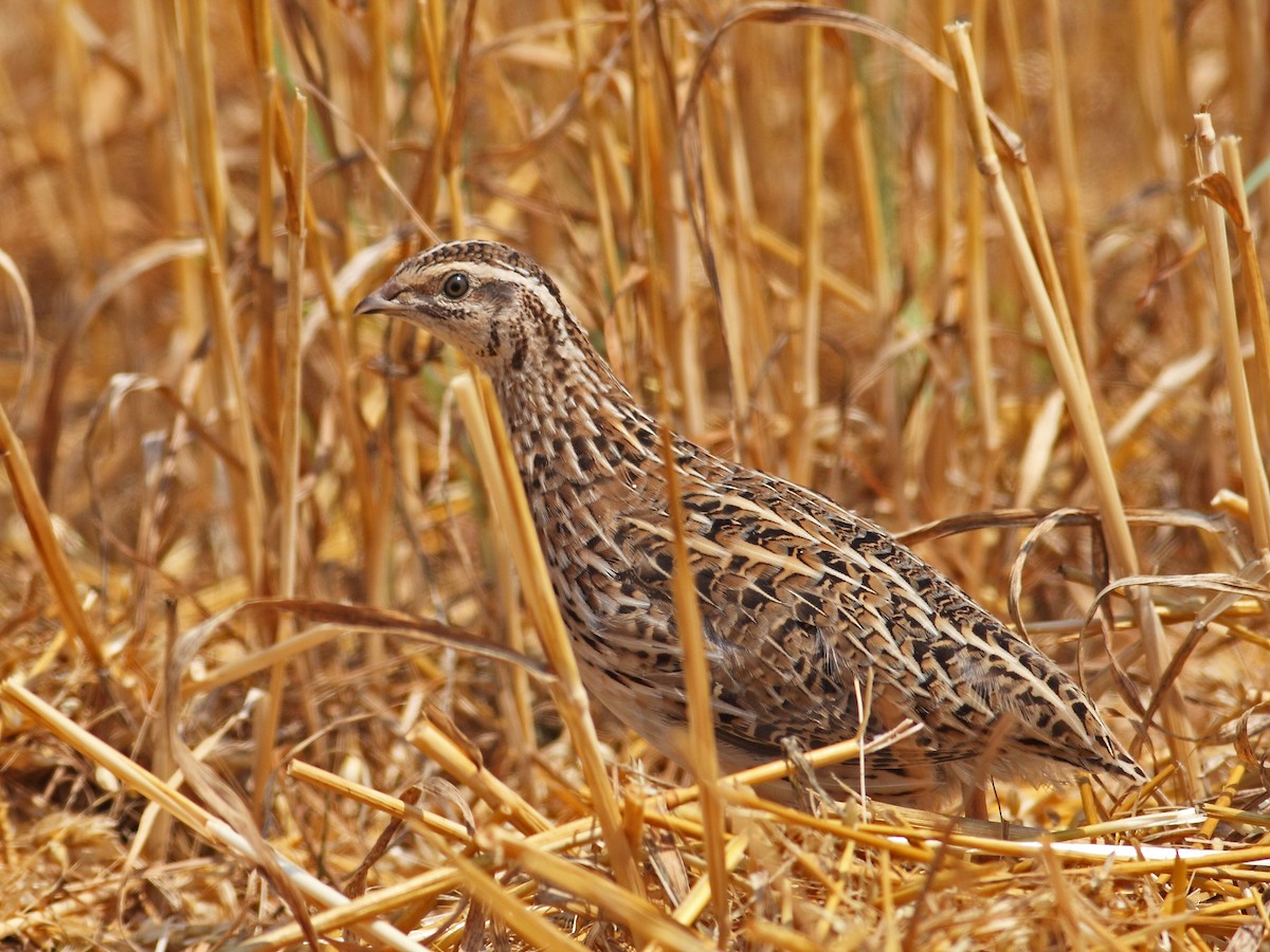 Common Quail - ML630356348