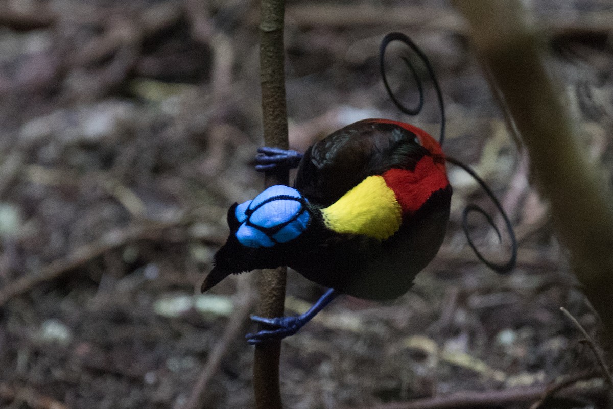 Wilson's Bird-of-Paradise - ML630356357