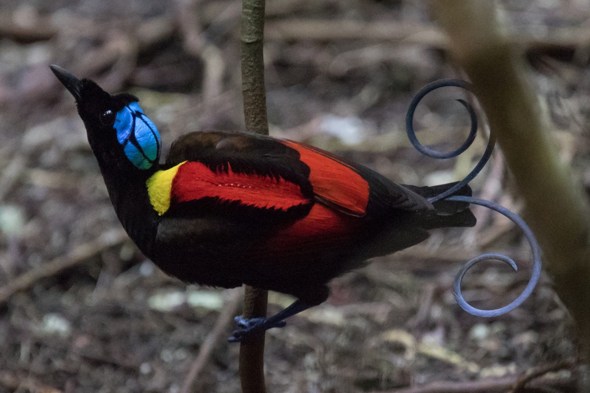Wilson's Bird-of-Paradise - ML630356358