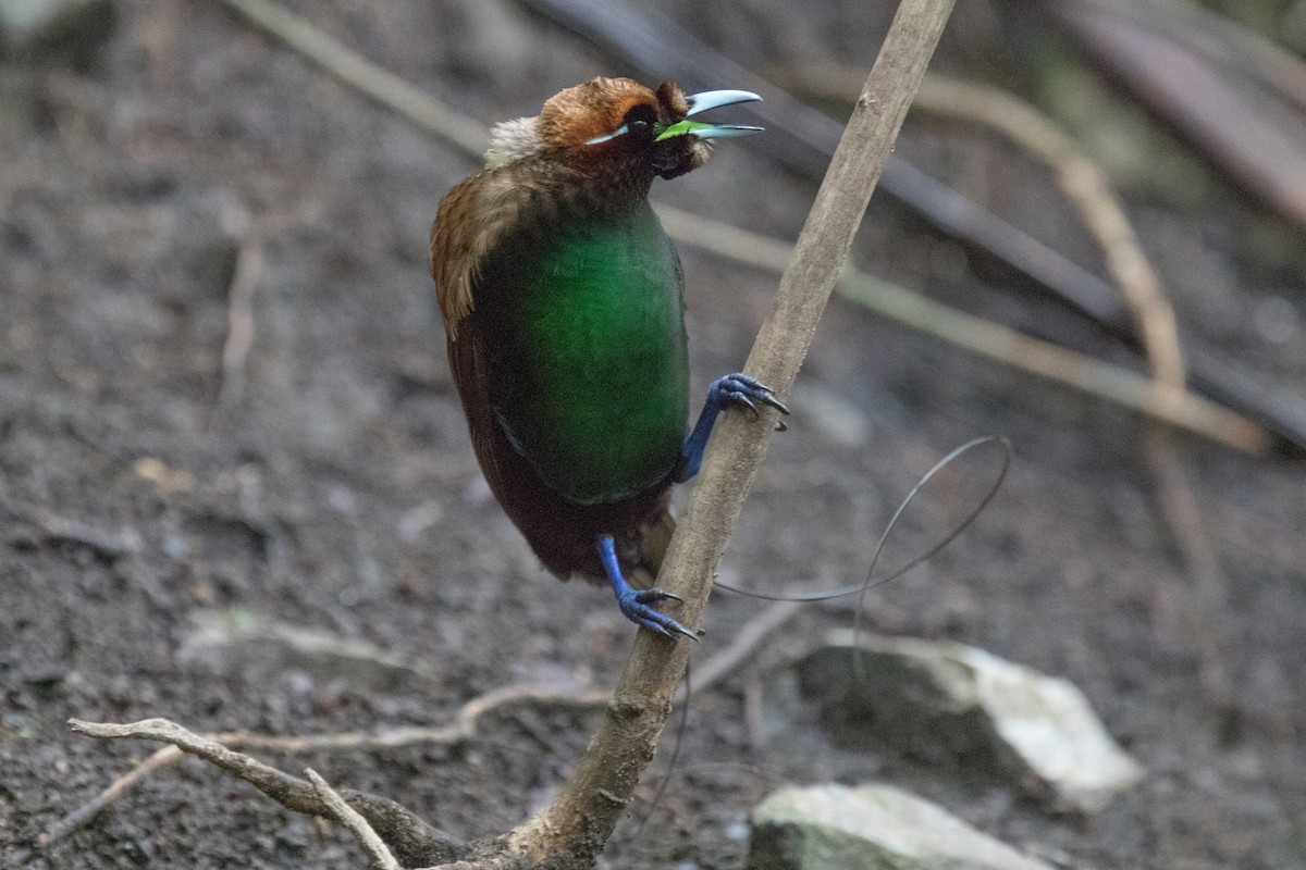 Magnificent Bird-of-Paradise - ML630356387