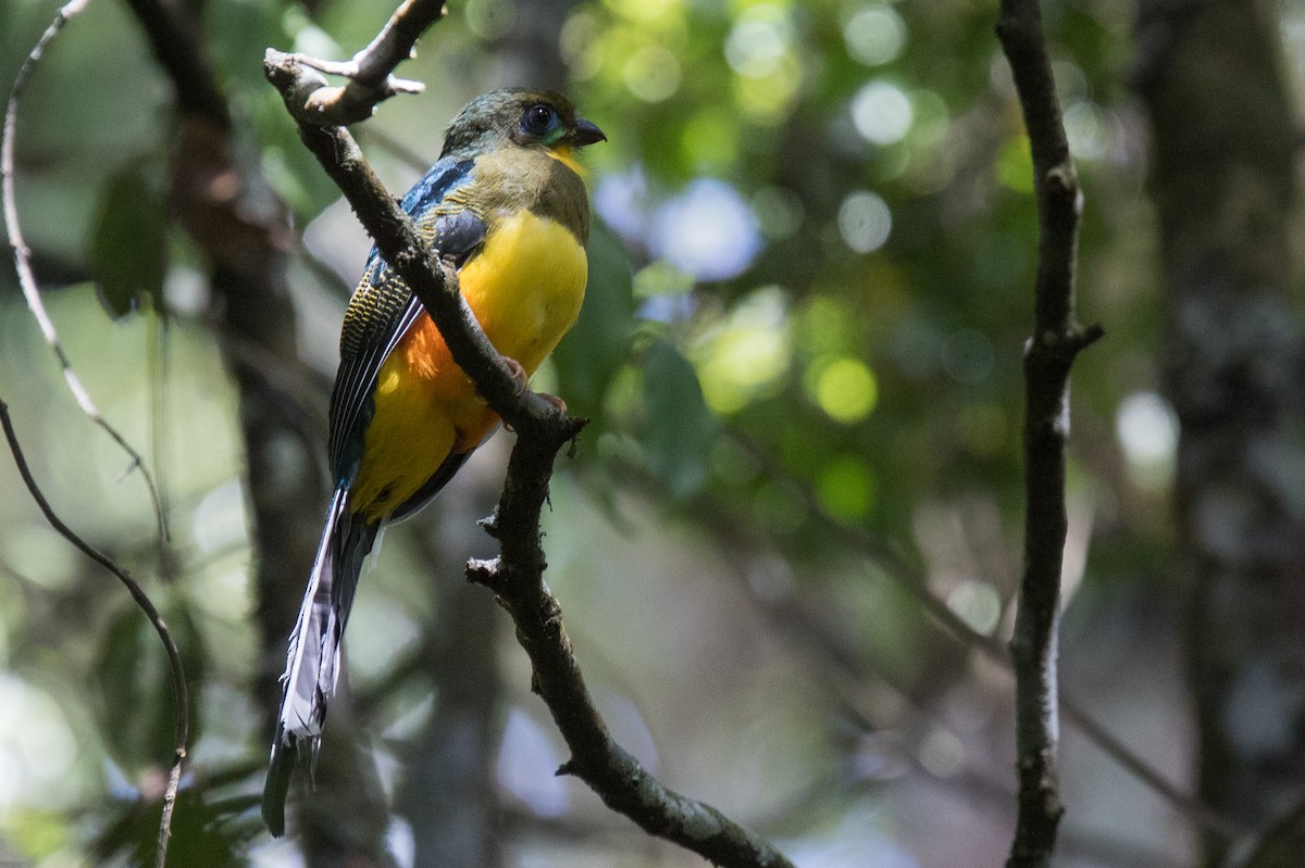 Javan Trogon - ML630356465