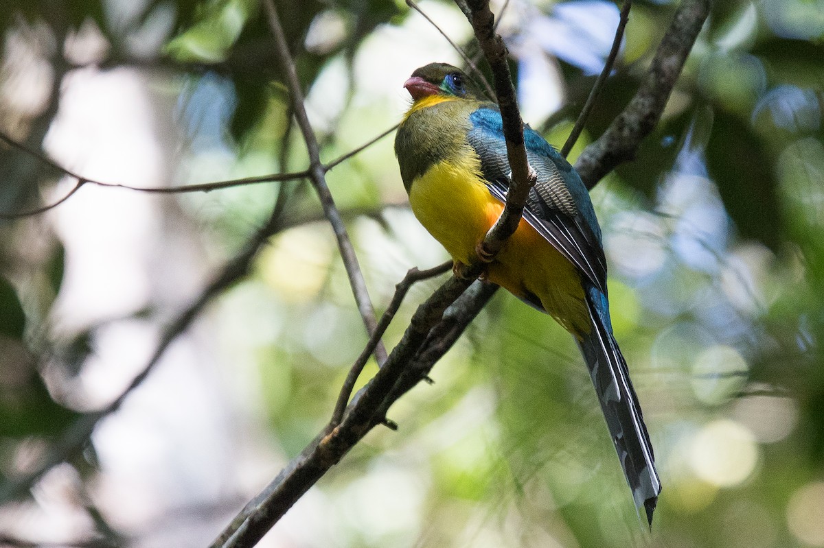 Javan Trogon - ML630356466