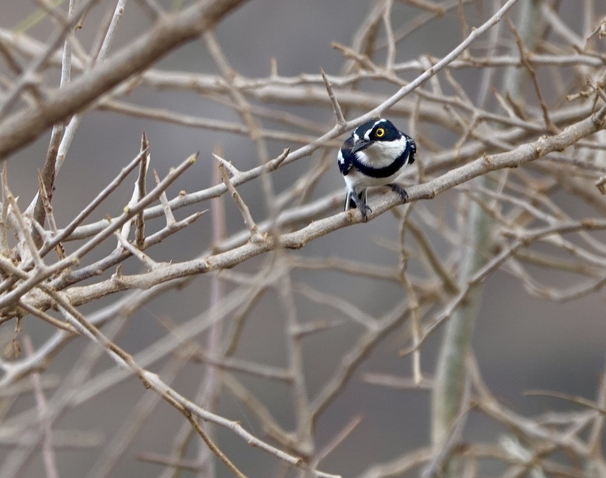 Eastern Black-headed Batis - ML630356688