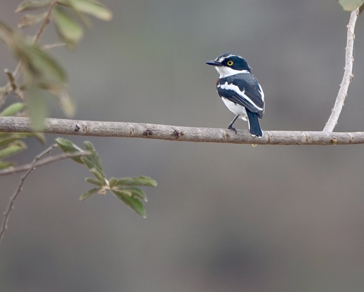 Eastern Black-headed Batis - ML630356693