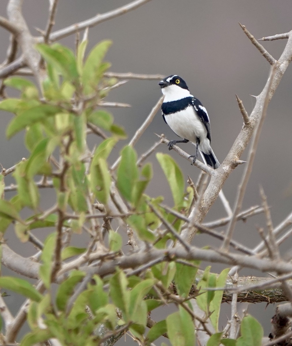 Eastern Black-headed Batis - ML630356694