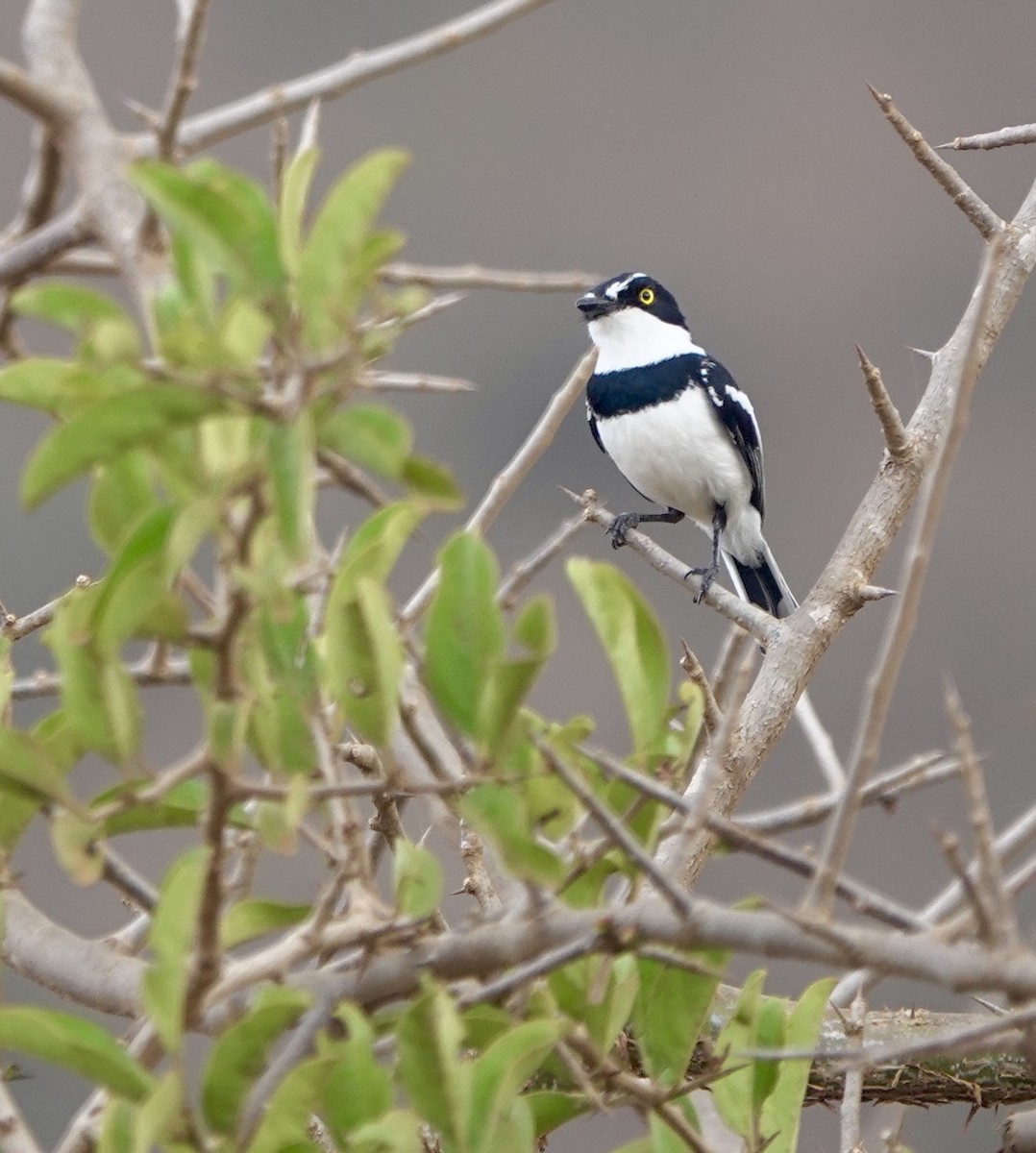 Eastern Black-headed Batis - ML630356695