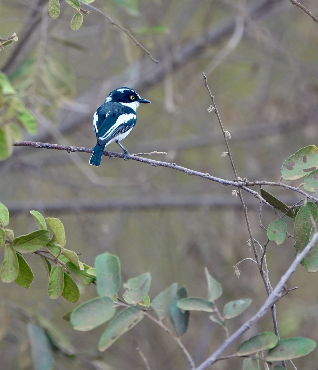 Eastern Black-headed Batis - ML630356698