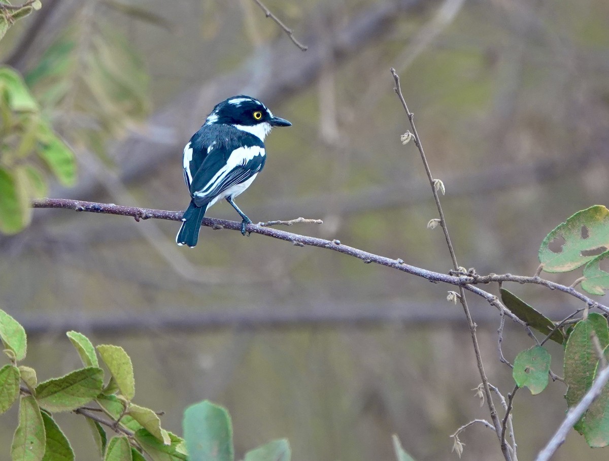 Eastern Black-headed Batis - ML630356699
