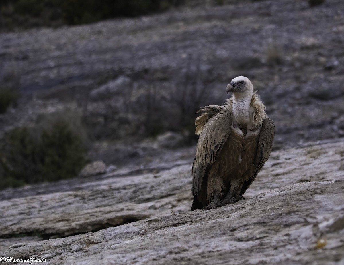 Ухаа хажир - ML630356812