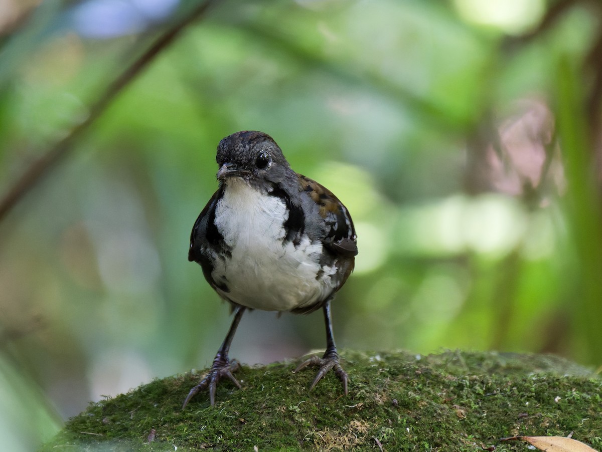 Australian Logrunner - ML630356859