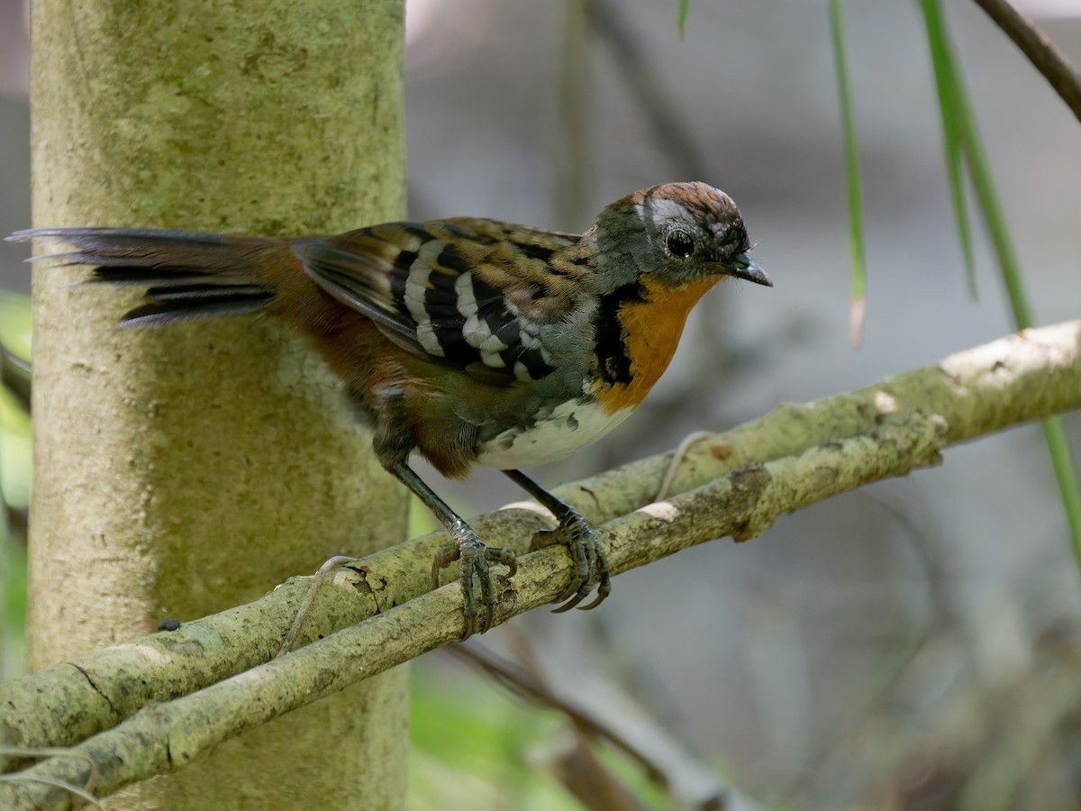 Australian Logrunner - ML630356860