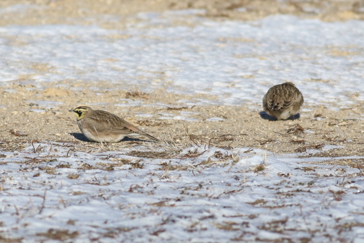 Horned Lark - ML630356861