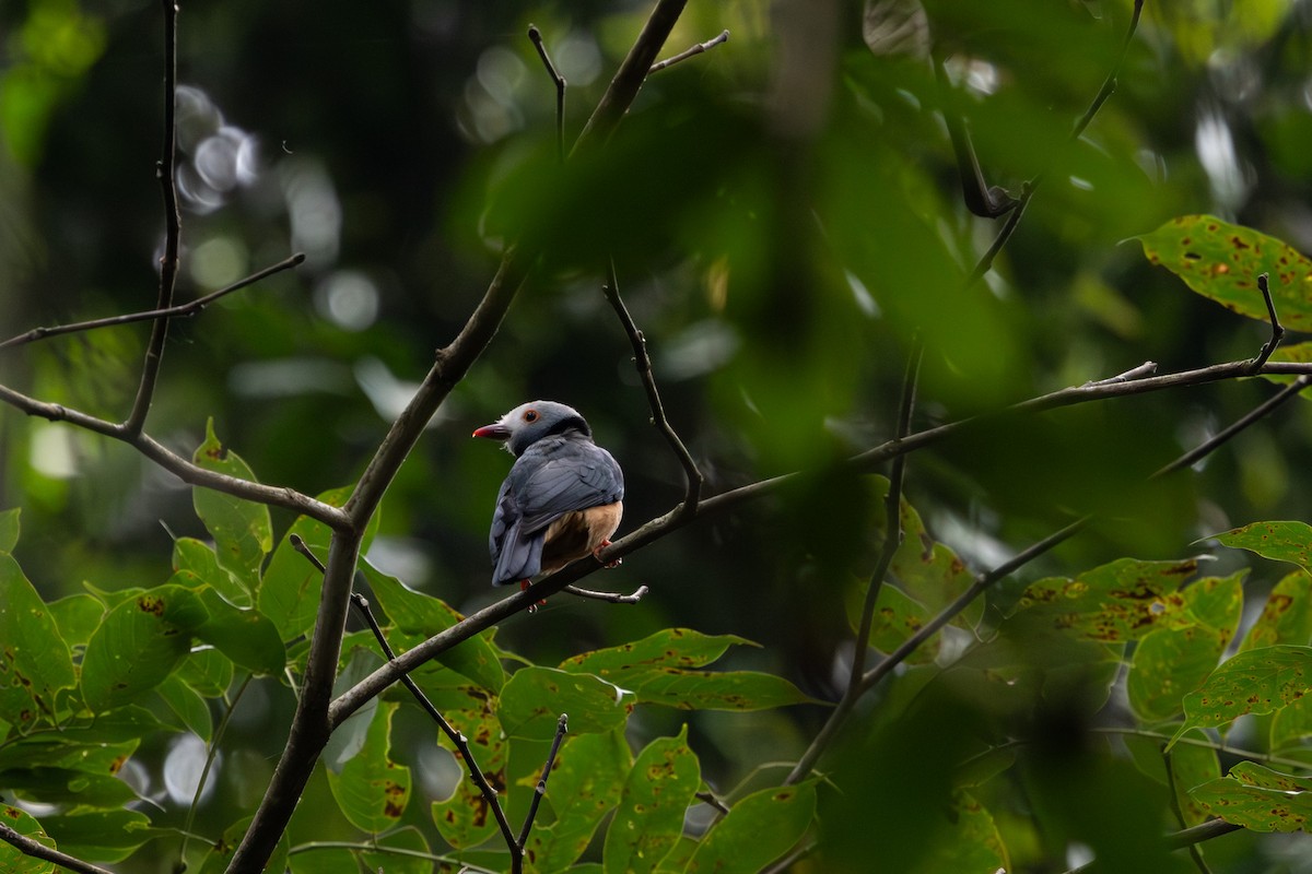 Rufous-bellied Helmetshrike - ML630356975
