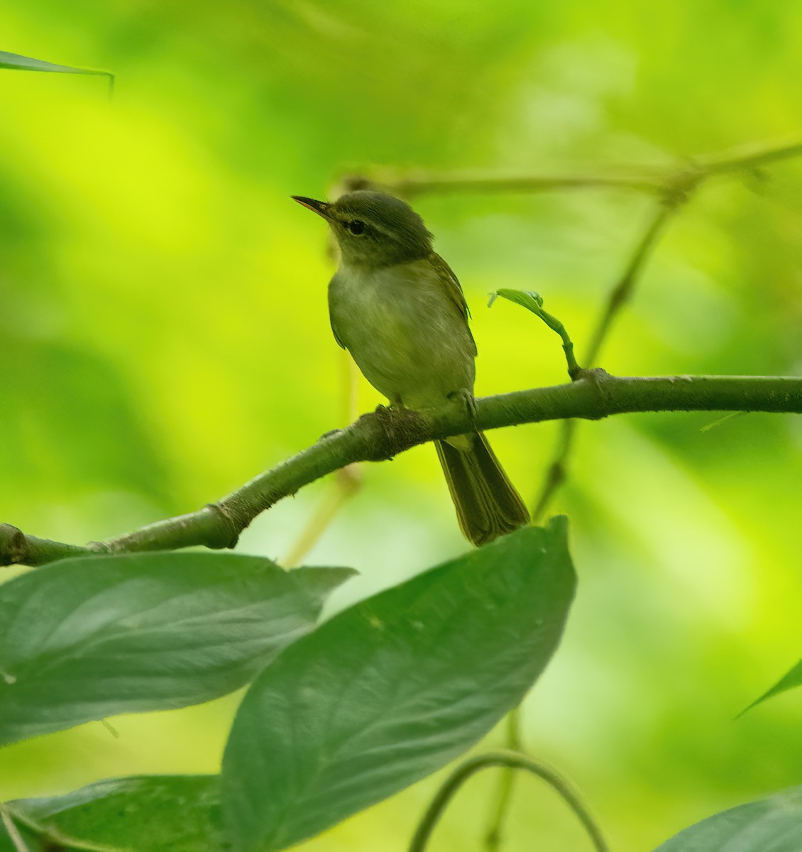 Philippine Leaf Warbler - ML630357004