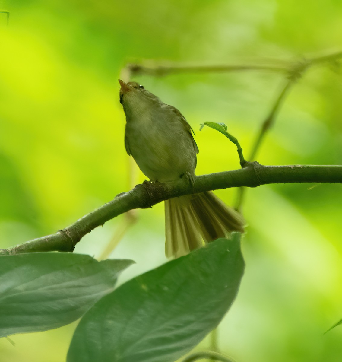 Philippine Leaf Warbler - ML630357005