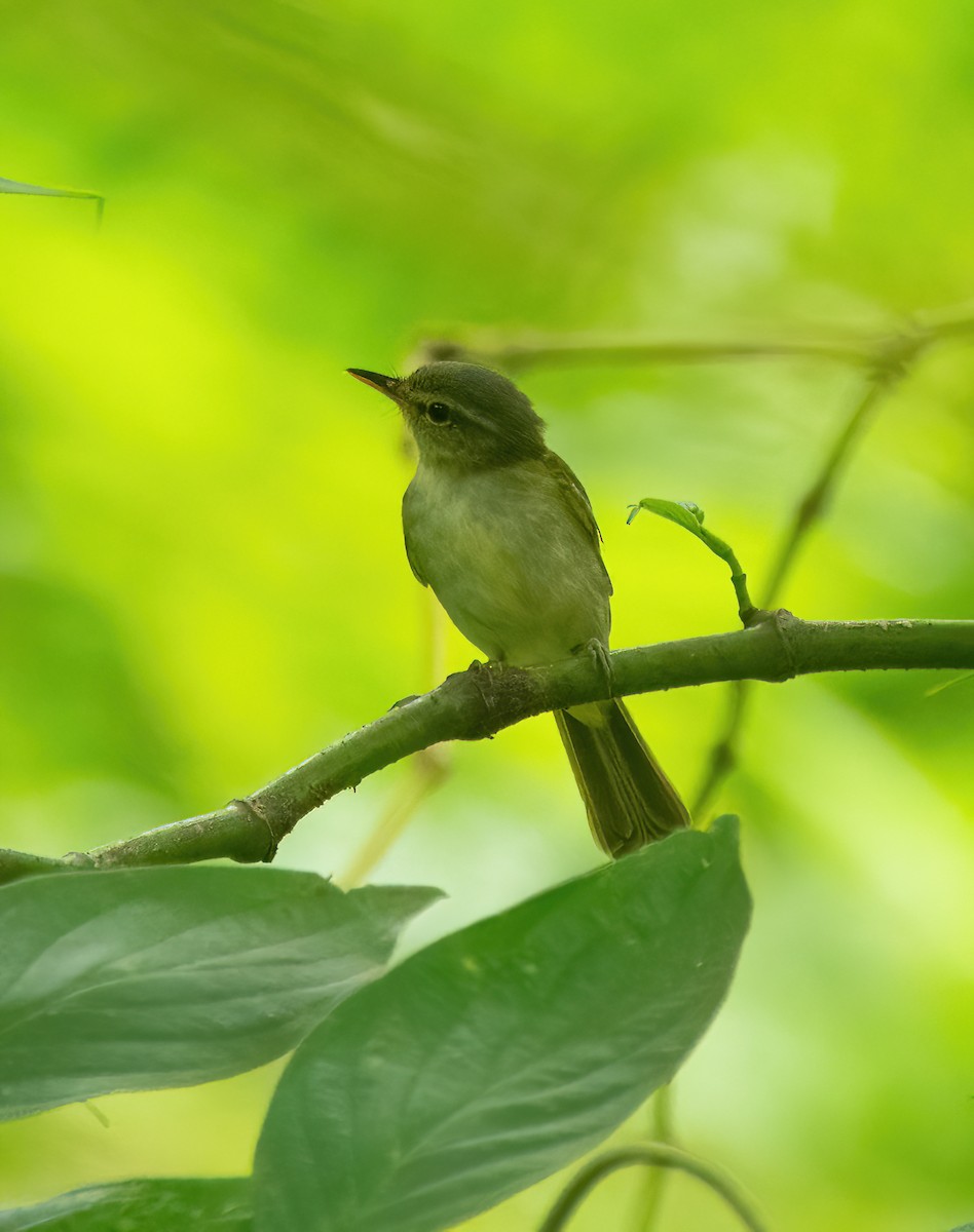 Philippine Leaf Warbler - ML630357006