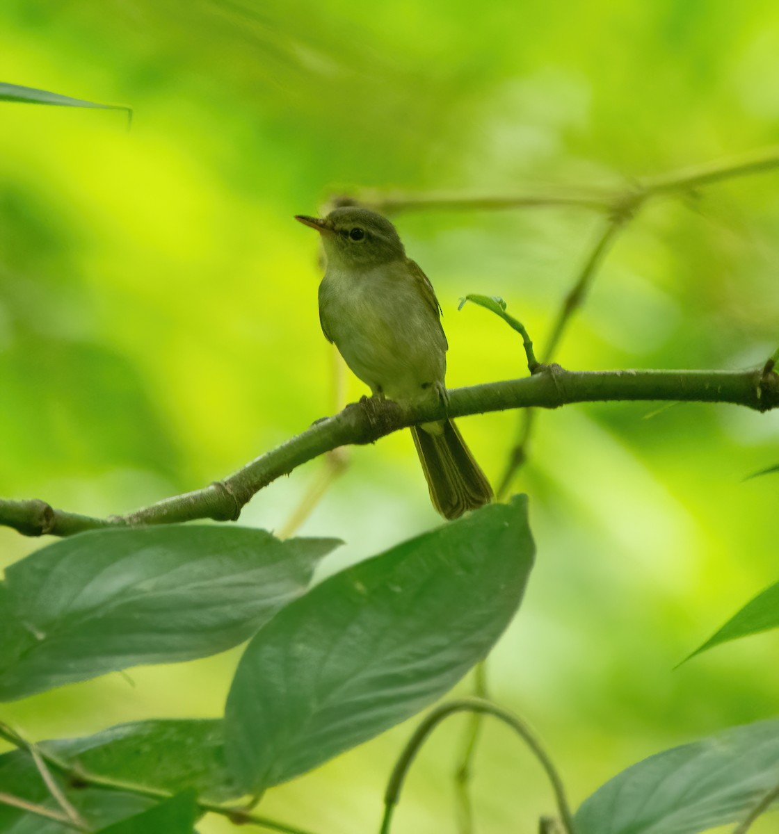 Philippine Leaf Warbler - ML630357007
