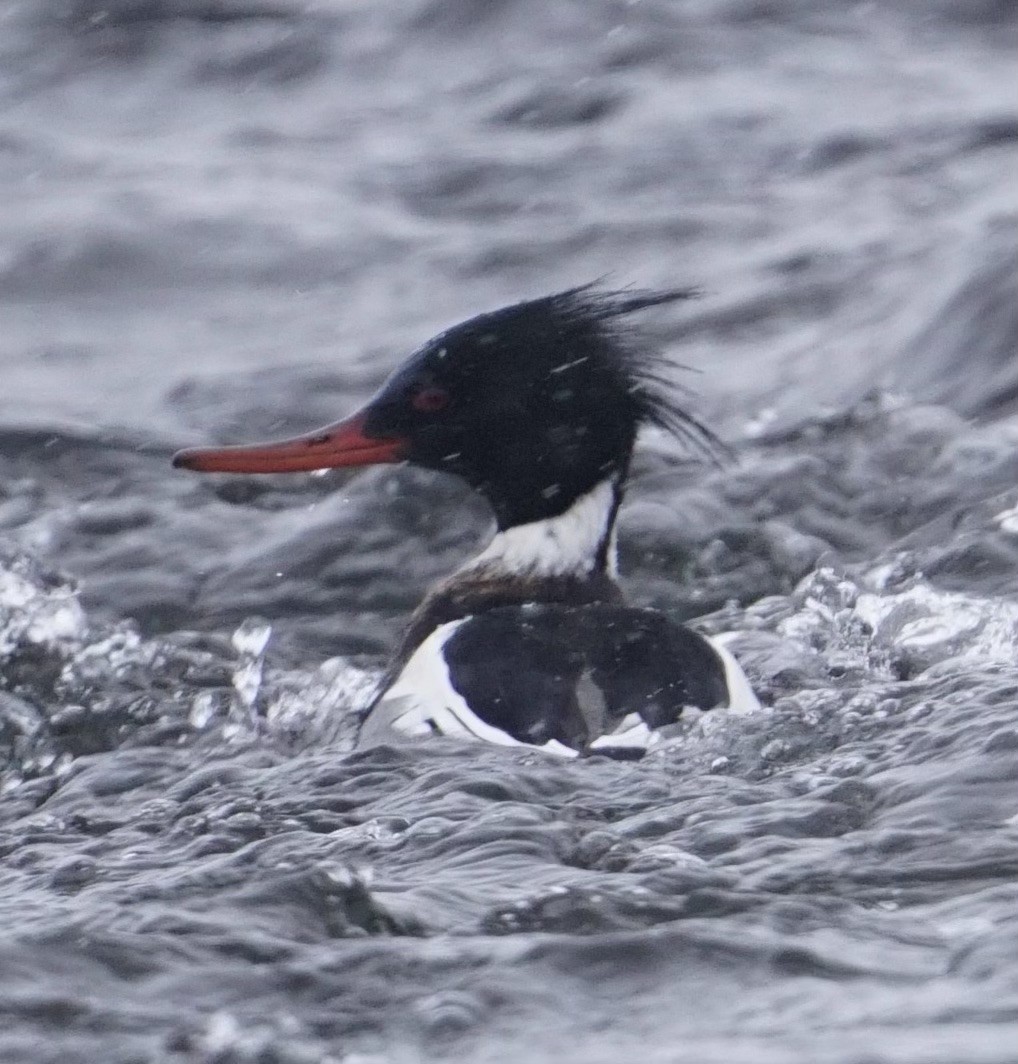 Red-breasted Merganser - ML630357012