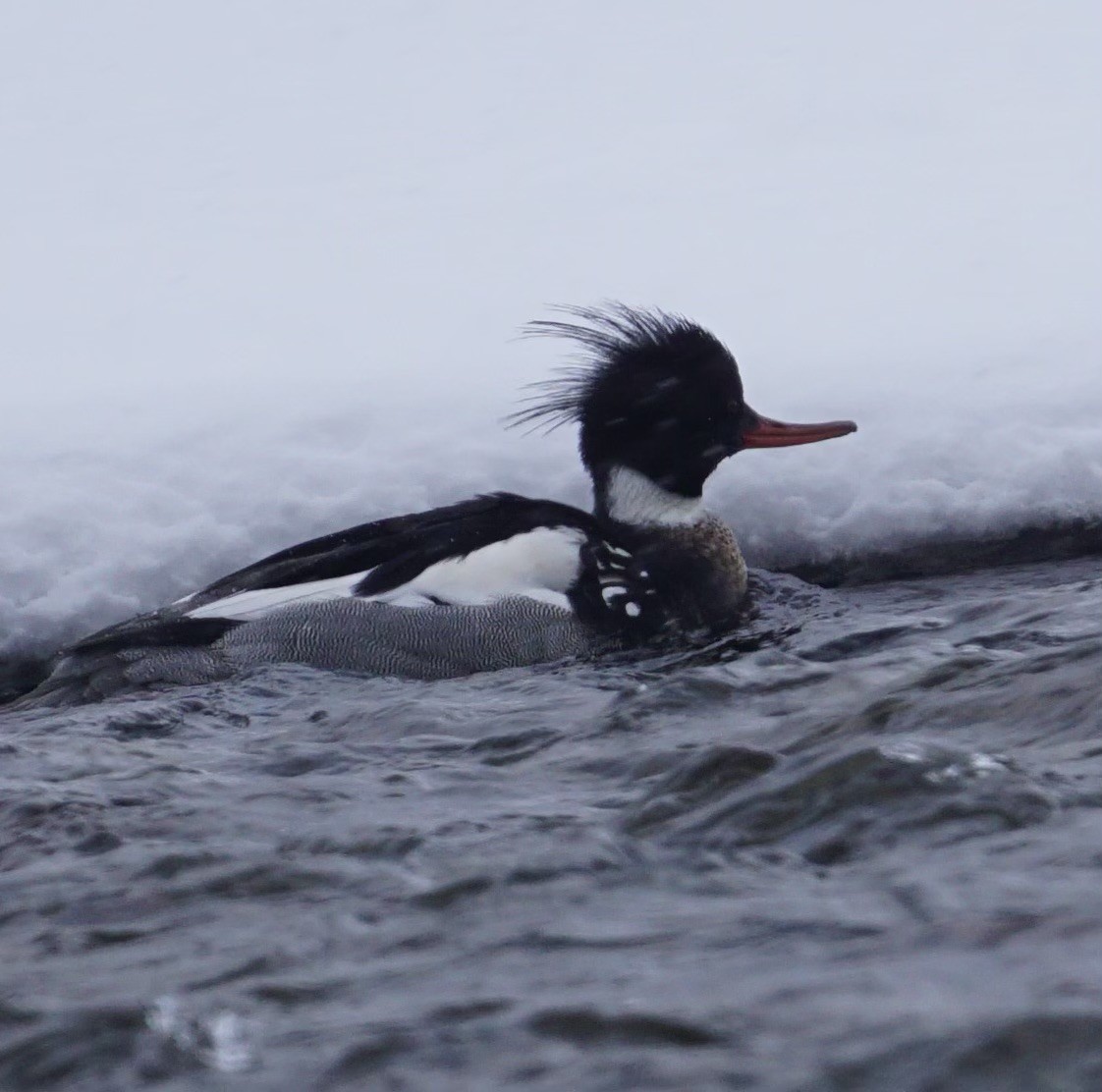 Red-breasted Merganser - ML630357013