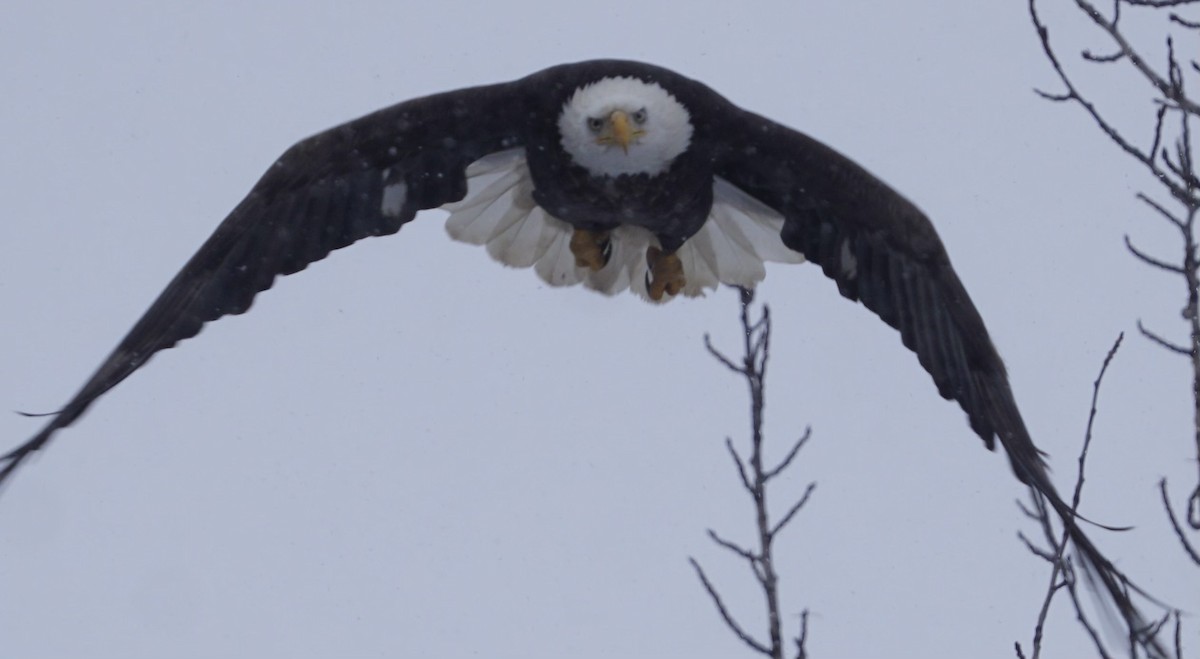 Bald Eagle - ML630357021