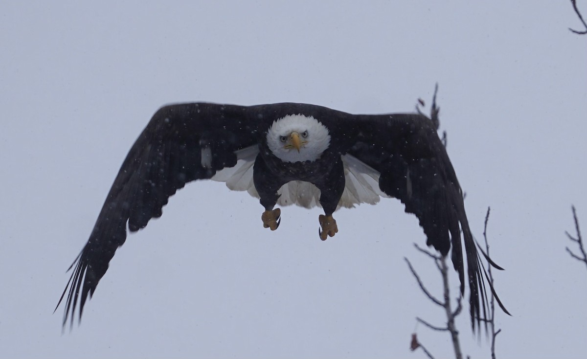 Bald Eagle - ML630357022