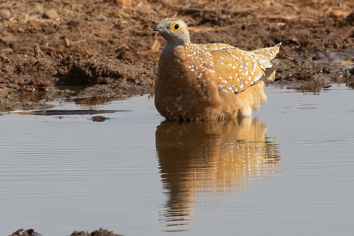 Burchell's Sandgrouse - ML630357036