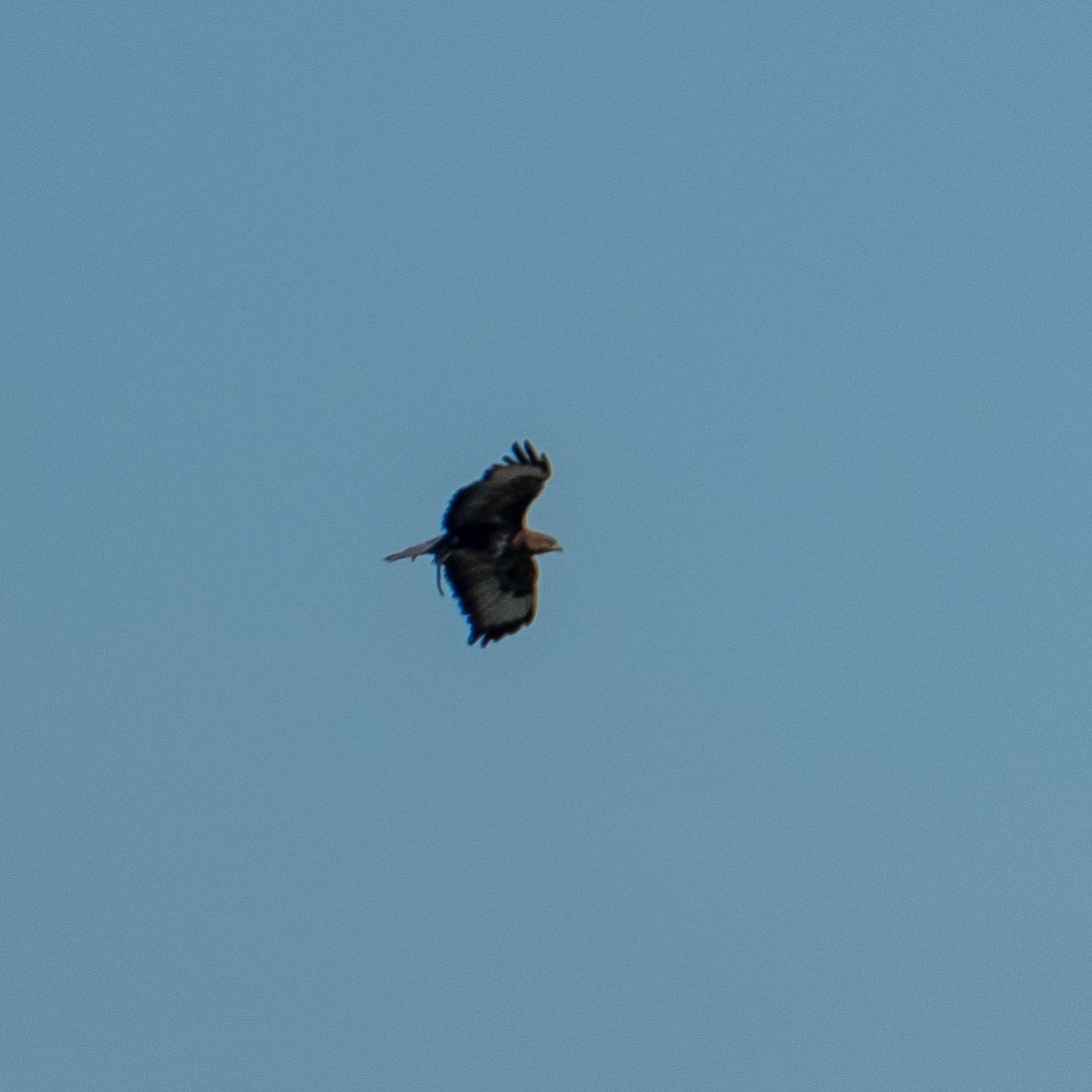Common Buzzard - ML630357046