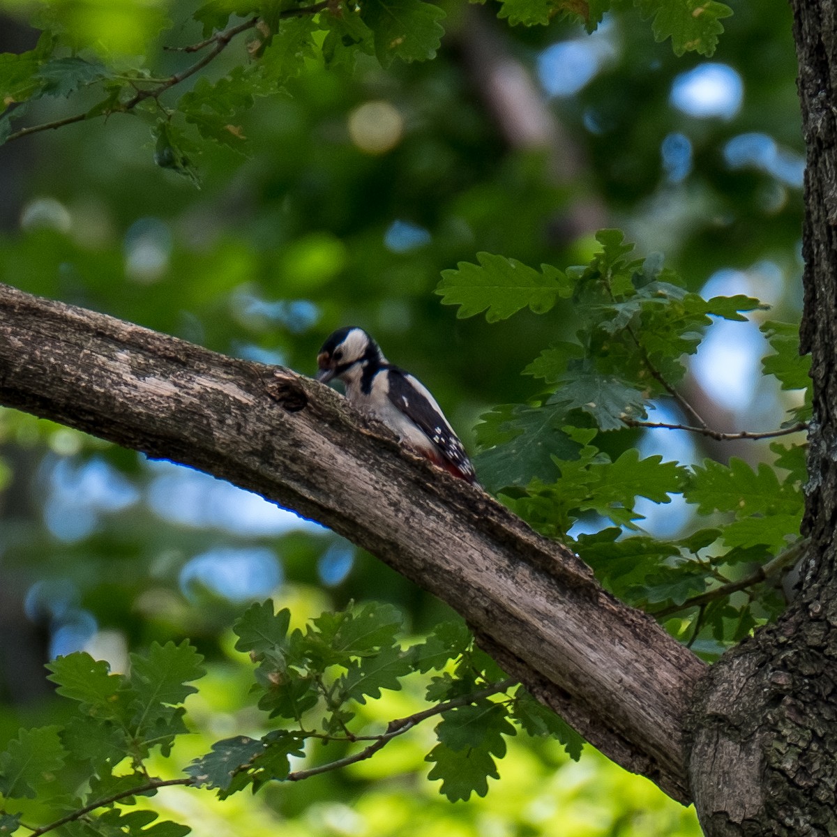 Great Spotted Woodpecker - ML630357048
