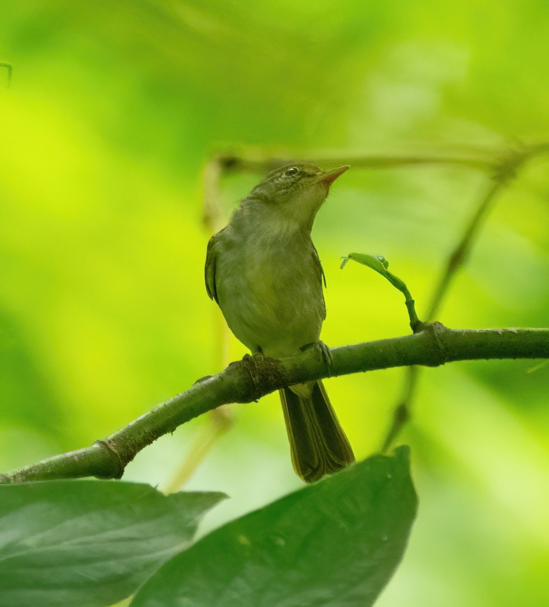 Philippine Leaf Warbler - ML630357099