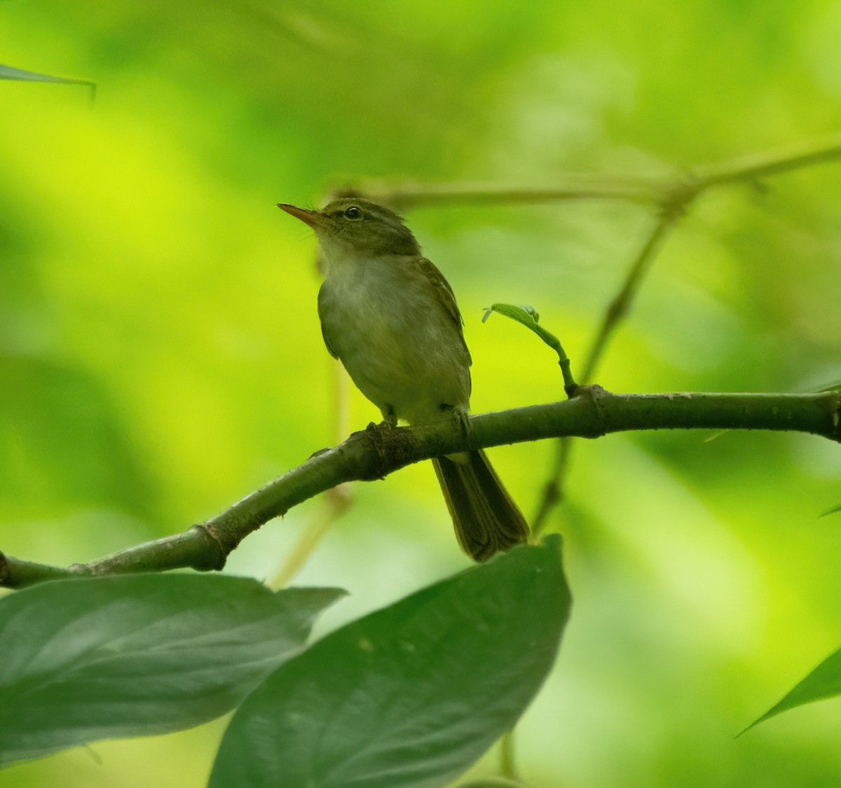 Philippine Leaf Warbler - ML630357100