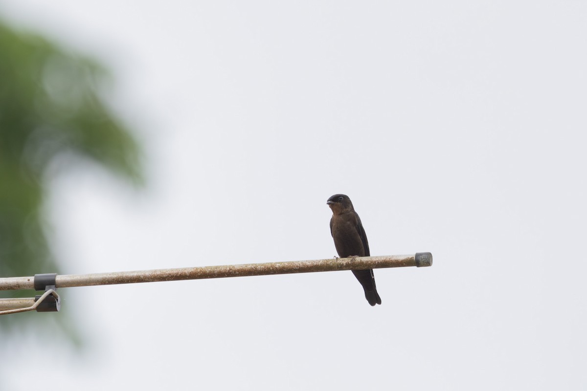 Forest Swallow - ML630357236