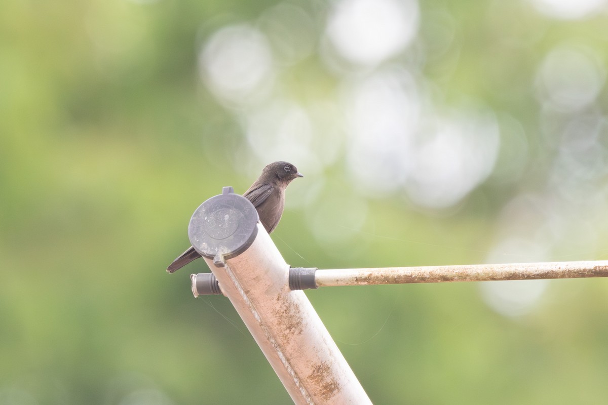 Forest Swallow - ML630357237