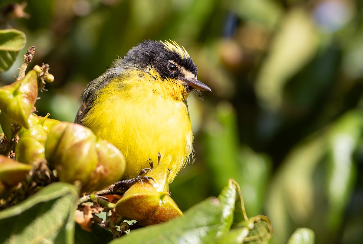 Yellow-crowned Redstart - ML630357348