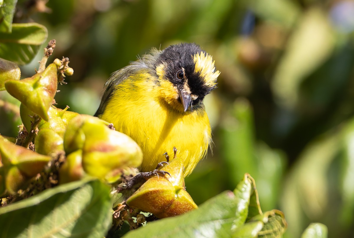 Yellow-crowned Redstart - ML630357352