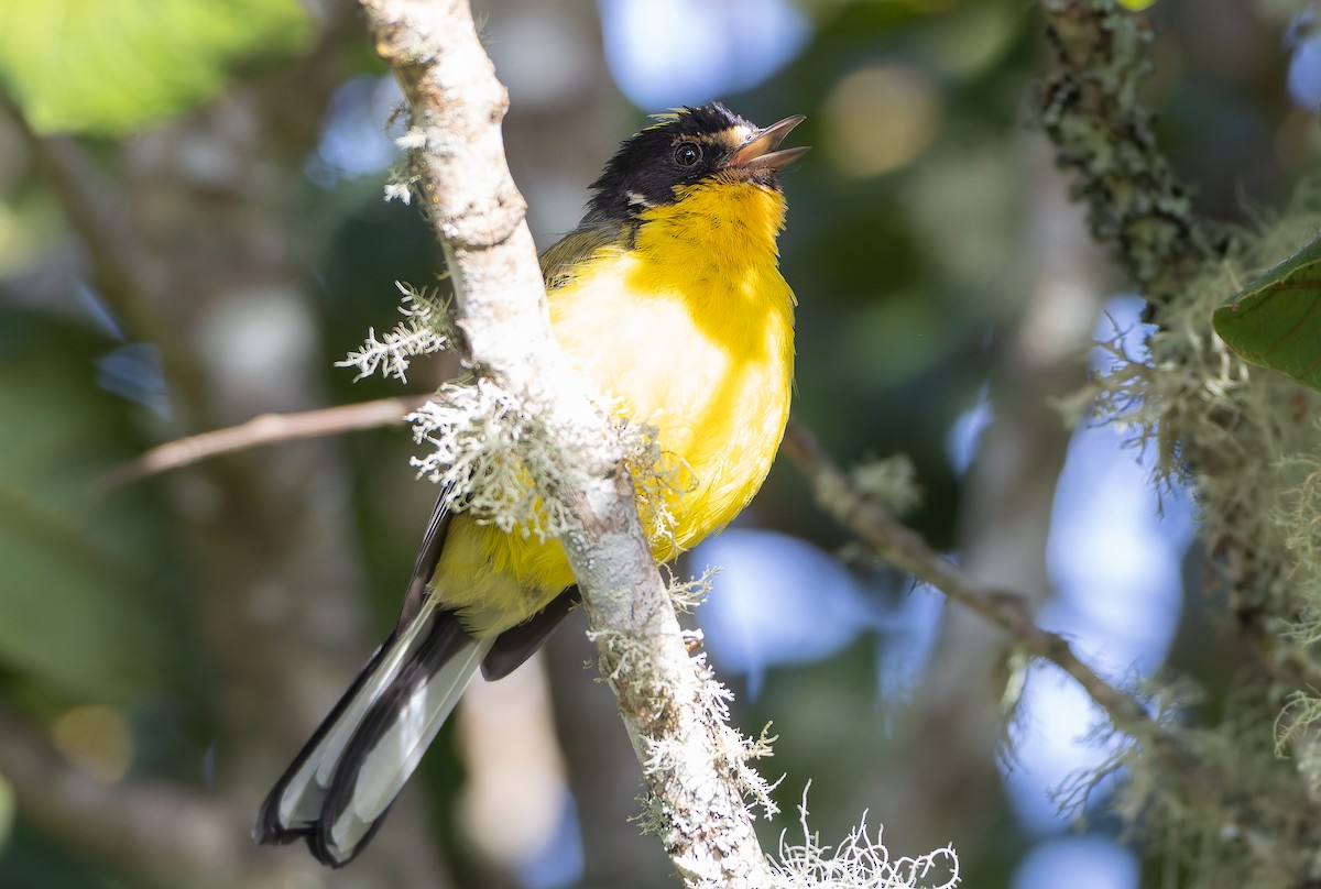 Yellow-crowned Redstart - ML630357353