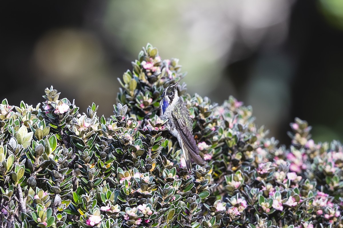 Blue-bearded Helmetcrest - ML630357373