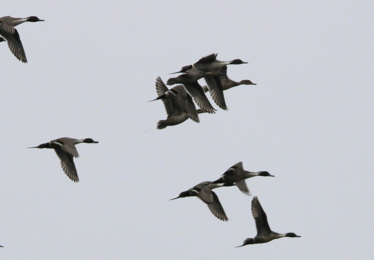 Northern Pintail - ML630357402