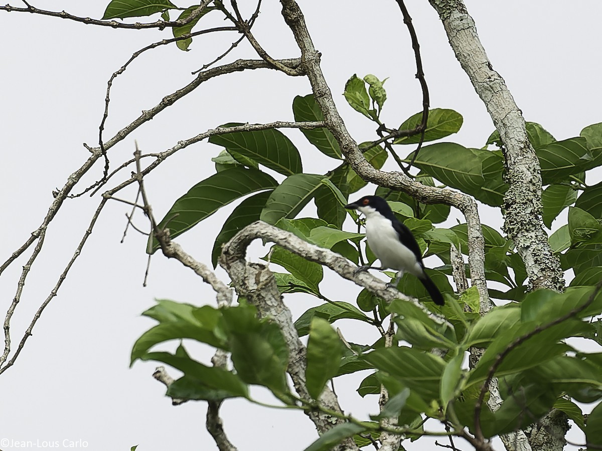Red-eyed Puffback - ML630357500