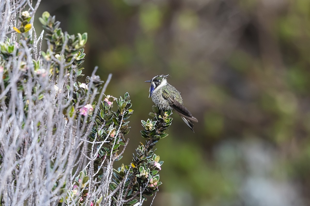 Blue-bearded Helmetcrest - ML630357508