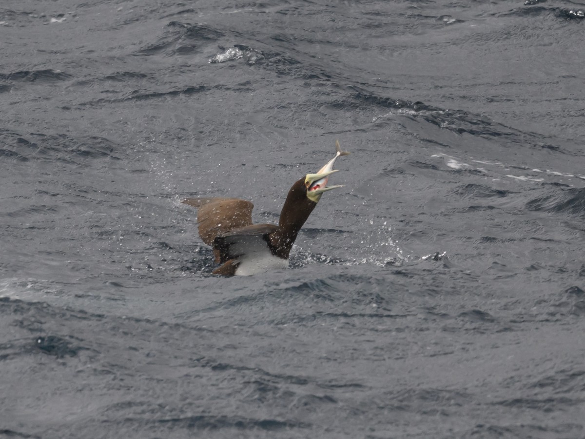 Brown Booby - ML630357597