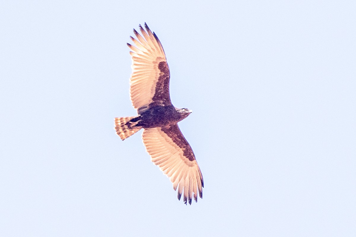 Brown Snake-Eagle - ML630358094