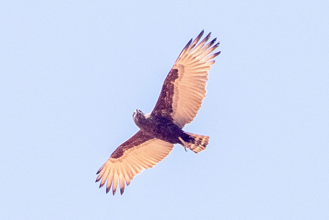 Brown Snake-Eagle - ML630358095