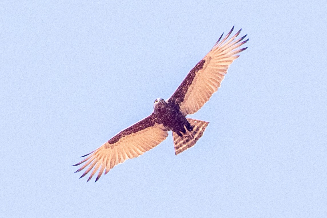 Brown Snake-Eagle - ML630358096