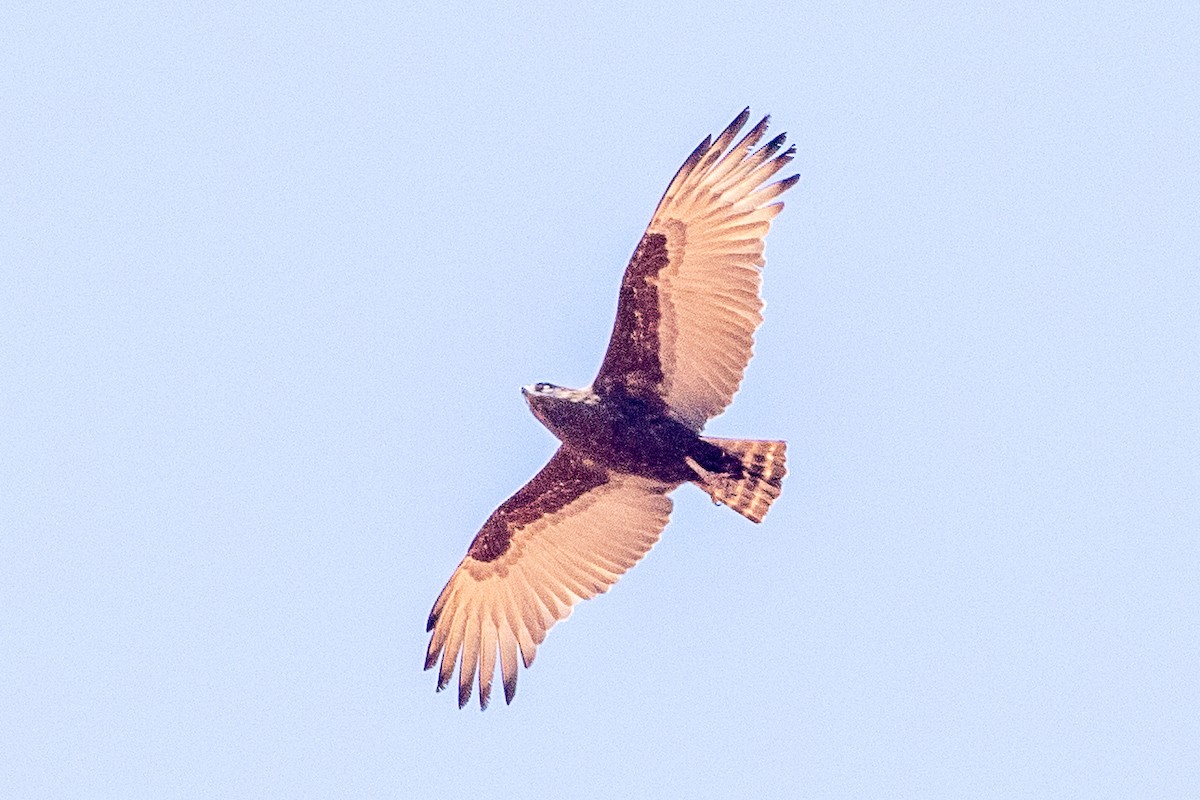 Brown Snake-Eagle - ML630358097