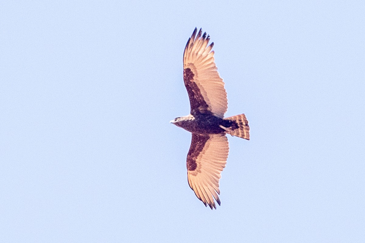 Brown Snake-Eagle - ML630358100